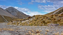 Pile of scree with tussock growing on it