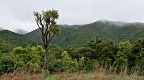 Cabbage Tree in green misty hills