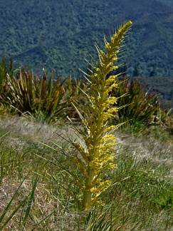Flowering stem of Spanish Speargrass