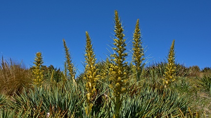 Forest of flowering Spanish Speargrass and blue sky