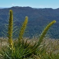 Flowering Spanish Speargrass and Silver Peaks skyline