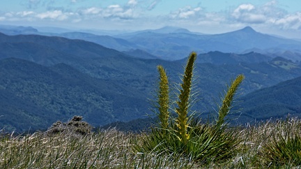 Flowering Spanish Speargrass and distant mountains