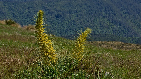Fresh young Spanish Speargrass flowers