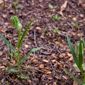 Bunch of greenhood orchids (Pterostylis auriculata)
