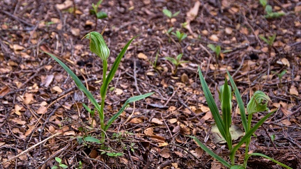 Bunch of greenhood orchids (Pterostylis auriculata)