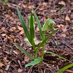 Two greenhood orchids (Pterostylis auriculata)