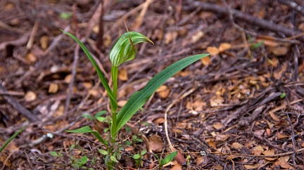 Greenhood orchid (Pterostylis auriculata)