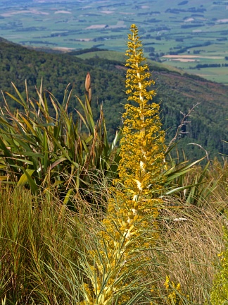 Golder flowers of Spanish speargrass