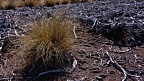 Dead zone with single bunch of tussock