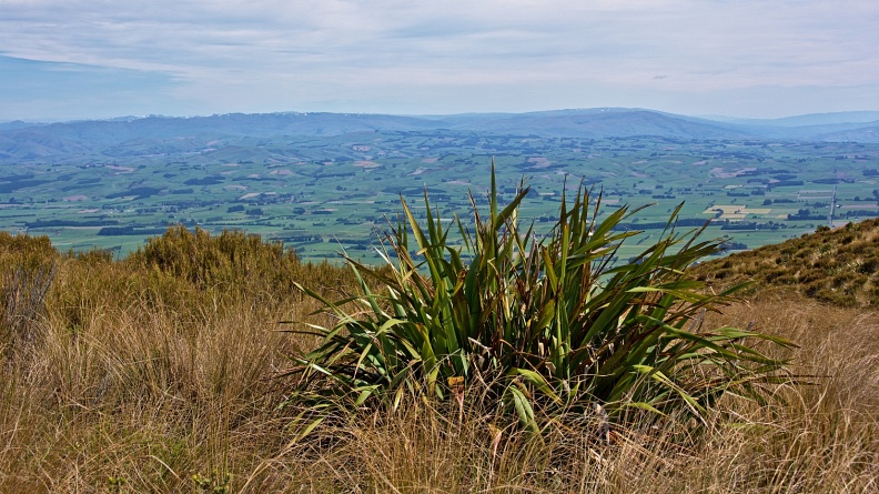 Flax among tussock and views of farmland