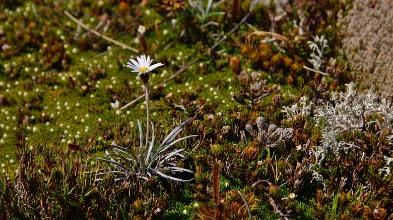 Small white daisy flower among mosses and sundews