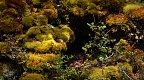 Beech tree seedlings on bumpy bed of mosses