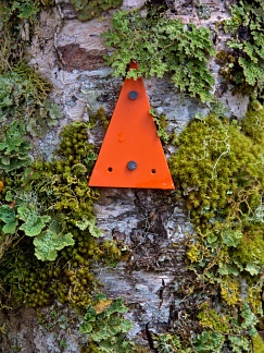 Orange track marker on a mossy tree