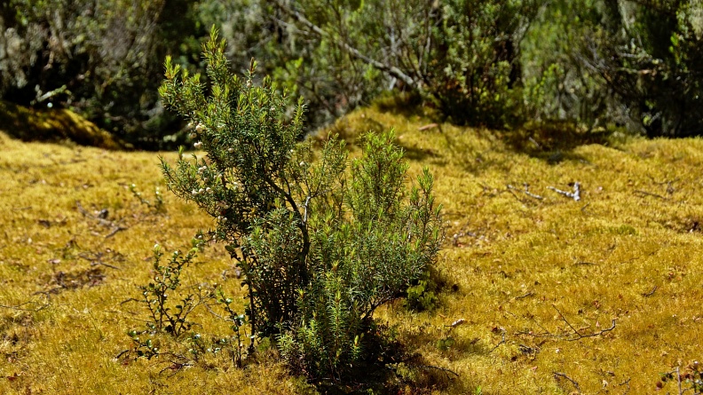 Little mingimingi bush with white berries in mossy clearing