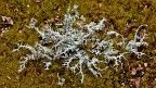 Lichen in mossy patch