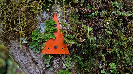 Orange track marker disappearing behind mosses and lichens
