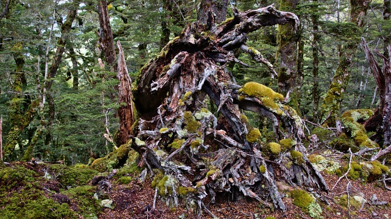 Tree roots sculpture
