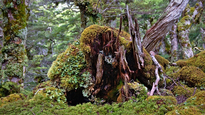 Rotting mossy tree stump