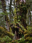 Old mossy tree trunk
