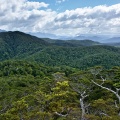 Native beech forest all around