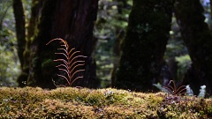 Frond of kiokio fern