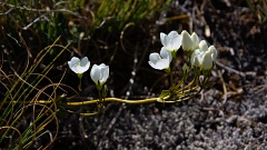 White gentian flowers