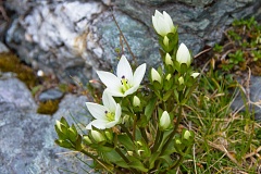 White gentian flowers