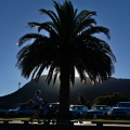 Backlit palm tree in Picton Memorial Park