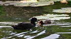 Australian coot with a chick