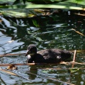 Swimming baby bird