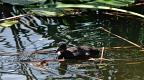 Swimming baby bird