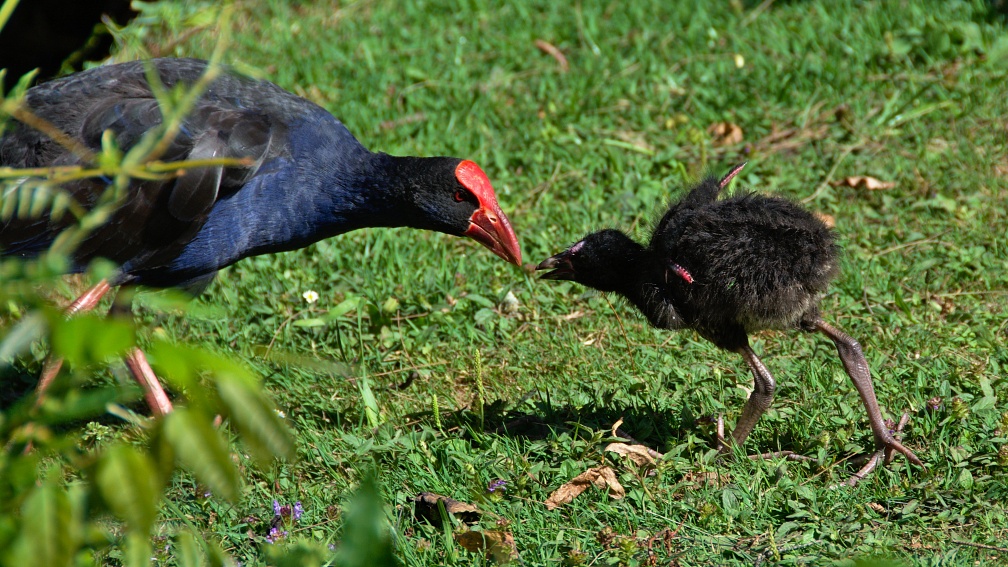 Pukeko with a chick