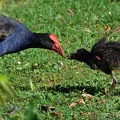 Pukeko with a chick