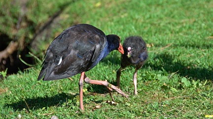 Pukeko feeding a chick