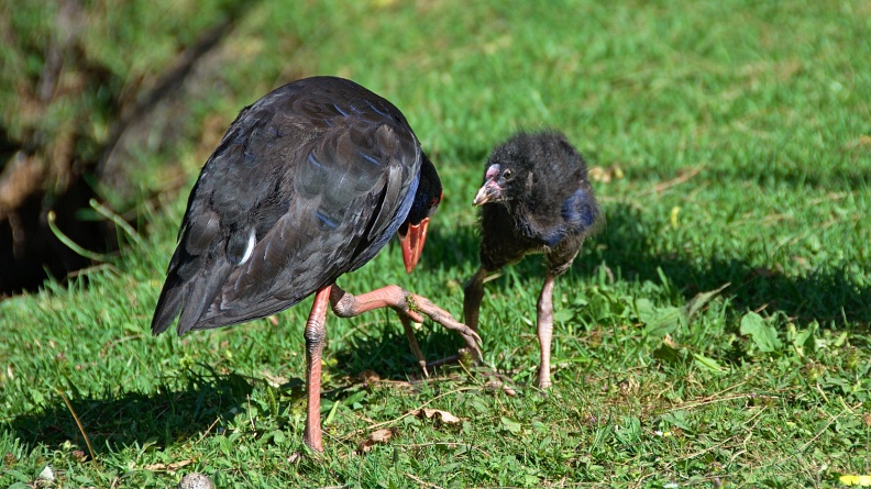 Pukeko and a chick