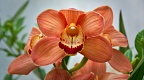 Orange orchid