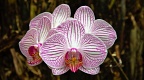 Veined orchids