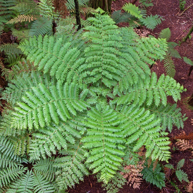 Giant tree fern from above