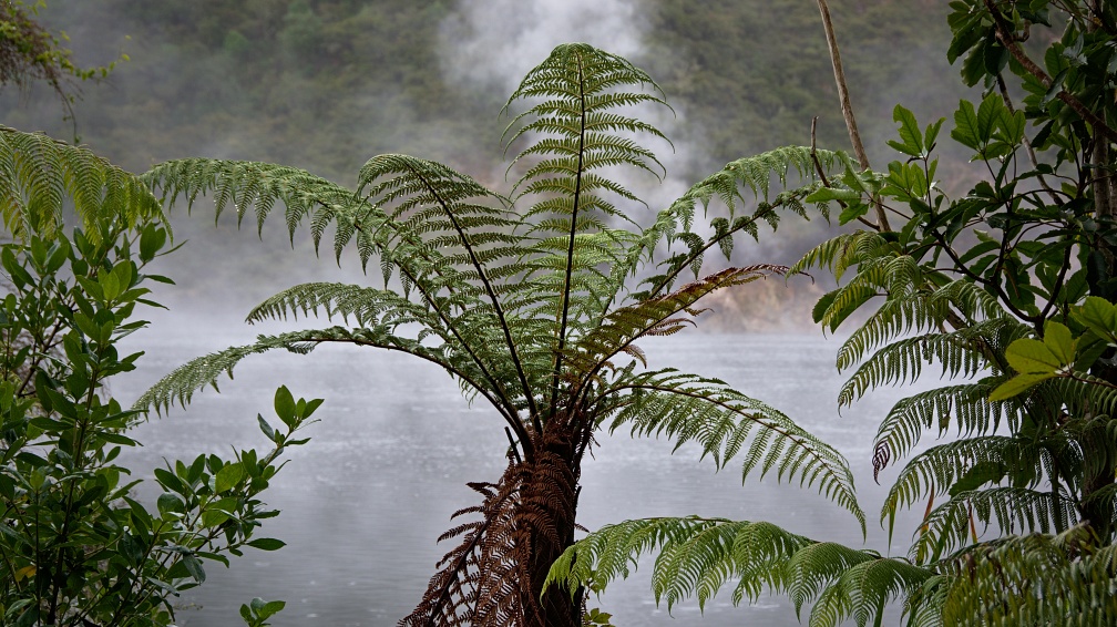 Tree fern and Frying Pan Lake