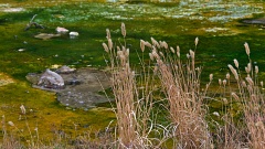 Grasses by Waimangu Stream