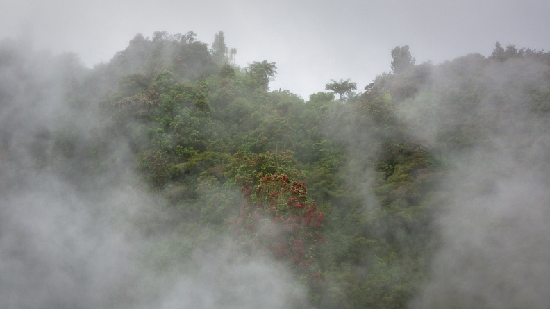 Forest with pohutukawa in clouds of steam