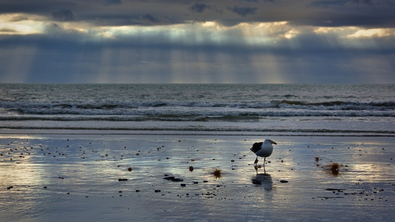 Sunbeams and seagull on the beach