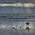 Sunbeams and seagull on the beach