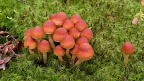Clump of mushrooms in green moss