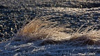 Early morning sunshine on frosty grass