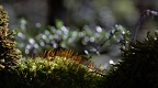 Detail of moss in beech forest