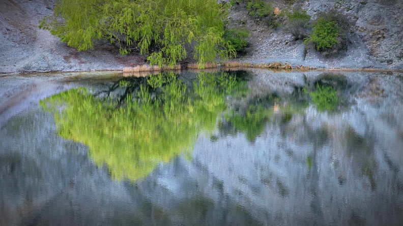 Spring green tree reflection