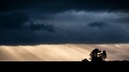 Crepuscular rays, stormy clouds, and a solitary tree