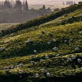 Green pasture with sheep