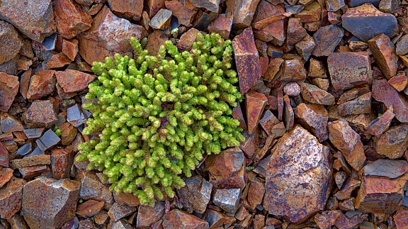 Clump of hardy green plant among orange gravel